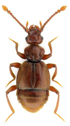 Réf. 120 564 : Trichonyx sulcicollis