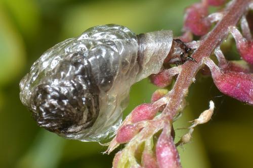 Coleophora sp.