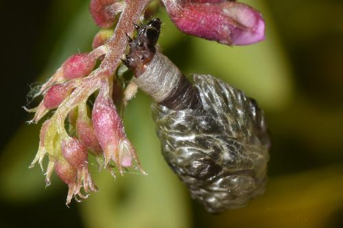 Coleophora sp.