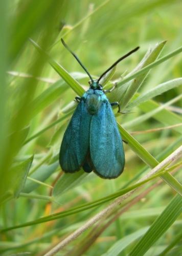 Adscita sp.