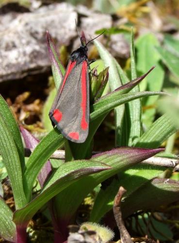 Tyria jacobaeae