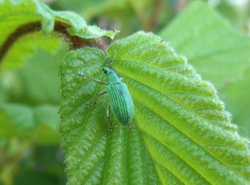 Polydrusus formosus