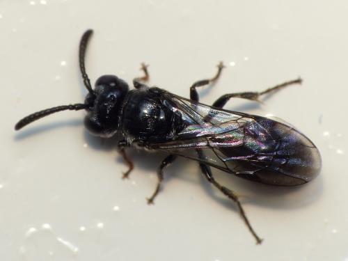 Réf. 120 794 : Psenulus fuscipennis