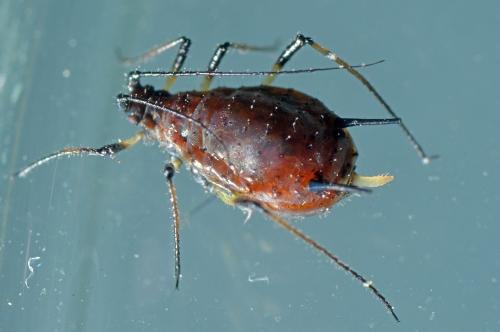 Uroleucon sp.