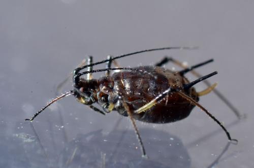 Uroleucon sp.