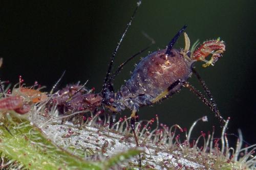 Uroleucon sp.