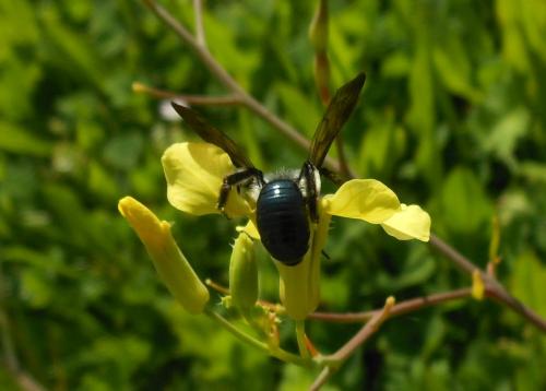 Andrena agilissima