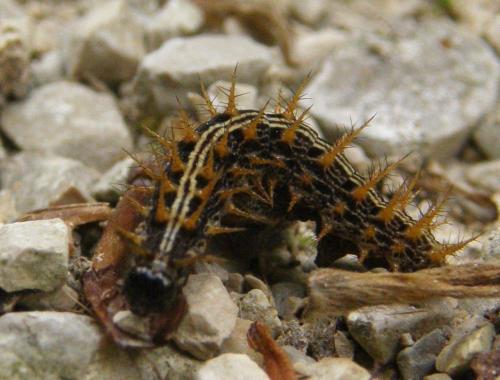 Argynnis paphia