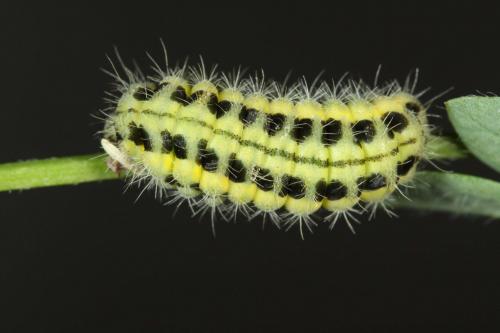 Zygaena transalpina