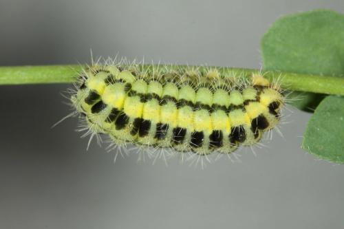 Réf. 120 025 : Zygaena transalpina