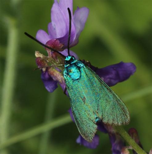 Adscita sp.