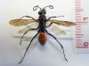 120714 – Photo : Andre Astric – France (68)