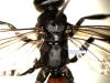 120926 – Photo : Andre Astric – France (68)