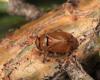 120915 – Photo : Vincent Derreumaux – France (66)