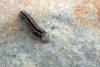 120297 – Photo : Nicolas Alric – France (12)