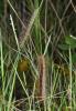 120841 – Photo : Philippe Mothiron – France (78)