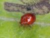 120603 – Photo : Brigitte Ulmer – France (47)