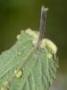 120608 – Photo : Daniel Verdier – France (44)