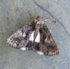 120527 – Photo : Jc.grandmaire – France (83)