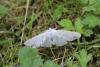 120677 – Photo : Insectesidf – France (61)