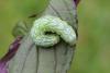 120676 – Photo : Insectesidf – France (61)