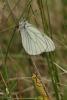 120727 – Photo : Pascal Vigneron – France (52)