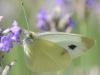 120768 – Photo : Christian Widmann – Suisse