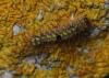 120526 – Photo : Pascal Vigneron – France (52)