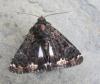 120529 – Photo : Jc.grandmaire – France (83)