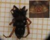 120785 – Photo : Alexanor – France (46)