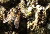 120214 – Photo : Michel Ehrhardt – France (68)