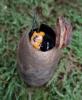 120946 – Photo : Arnaud Jean-Pierre – France (66)