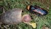 120952 – Photo : Arnaud Jean-Pierre – France (66)