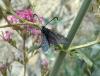 120705 – Photo : OCIS – France (04)