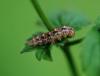120713 – Photo : Patrick Decreus – France (93)