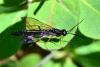 120700 – Photo : Fabricius – France (13)
