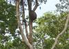 120188 – Photo : Jean-Claude Jamoulle – Suriname