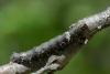 120340 – Photo : Simon Labonne – France (34)