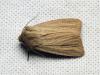 120754 – Photo : Luc Dietrich – France (67)