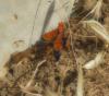 120503 – Photo : Vmb3 – Maroc
