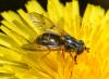 120971 – Photo : Homo sapiens – France (19)