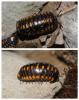 120670 – Photo : Duborget Robin – France (04)