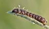 120820 – Photo : Gilles SALAMA – France (81)