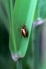 120691 – Photo : Daniel Ventard – France (71)