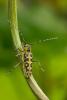 120209 – Photo : Philippe Vallet – France (73)