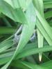120873 – Photo : Druet Nicole – Belgique