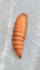 120302 – Photo : Renko Usami – France (59)