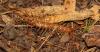 120391 – Photo : Duborget Robin – France (04)