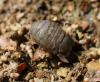 120646 – Photo : clovis – France (34)