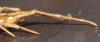 120427 – Photo : Duborget Robin – France (04)
